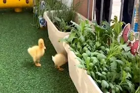 幼儿园老师带小朋友孵化鸭蛋：希望他们和小鸭子一起拍毕业照视频封面