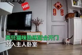 两猫咪熟练配合开门潜入主人卧室 网友：团伙作案，分工明确图片
