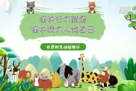 世界野生动植物日丨保护它们就是保护我们人类自己视频封面