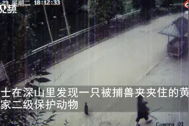 湖南女子深山里解救被困黄麂，抱回家后调看监控吓出一身冷汗图片
