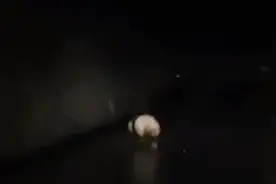 珍贵画面！野生大熊猫在九寨沟公路上漫步视频封面