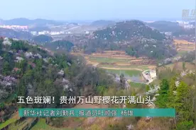 五色斑斓！贵州万山野樱花开满山头视频封面