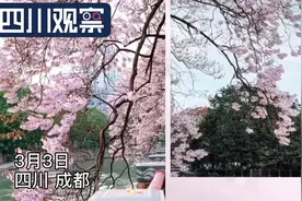 @成都人 锦江河畔的泡桐花开好了图片