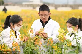 45种颜色！快来看看彩色油菜花图片