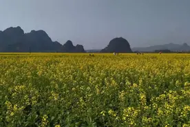 广西兴业油菜花盛开 不为榨油只为增加土壤有机质图片