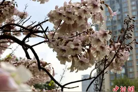 成都锦江河畔泡桐花开图片