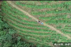 淳安小山村里的“小火车”亮了，管理百亩茶园，靠它干活很轻松图片