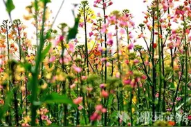 武汉春天多灿烂，七彩油菜花开出近40种色彩图片