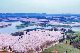 后天开放，樱花季期间贵安大道怎么走？看这里图片