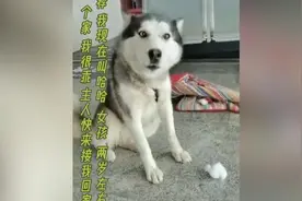 哈士奇走失无人认领，民警急寻狗主人视频封面