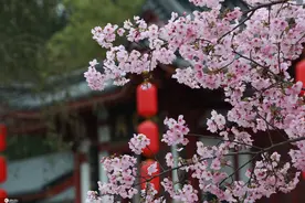 湖北武汉早春三月 荆楚大地樱花灿烂图片