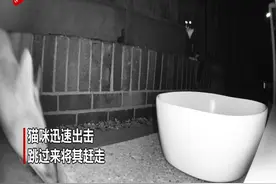 英国一猫咪半夜勇敢赶走偷吃其食物的狐狸图片