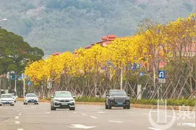 泉州市区普贤路一带黄花风铃木盛开 连绵数公里图片