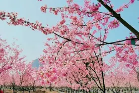 【瞰春光】樱花烂漫 来龙虎山赴一场与春天的约会视频封面