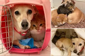 狗狗给猫咪当“妈妈”这画面太暖了图片