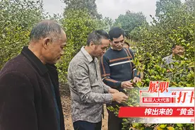 “榨”出来的黄金图片