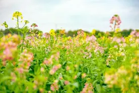 彩色的油菜花上线了，你见过吗？图片