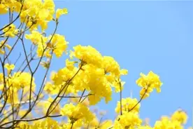 厦门海沧天竺山1500株黄花风铃木全面开挂 3.8元门票来袭「组图」图片