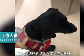 导盲犬未带嘴罩被武汉地铁拒绝入内？地铁方称是依规执行图片