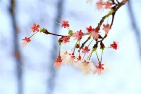 满园春色，目遇晓庄樱花，风寄来粉笺图片