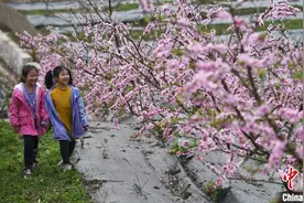 四川蓬安：桃花油菜花竞相开放图片