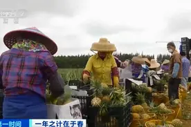 菠萝涨价，迅速冲上热搜！全国采购商纷纷涌入“菠萝的海”…图片