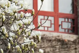 师大的玉兰，开了！图片