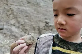 不可思议！登封6岁男童邂逅约3亿年前植物化石图片