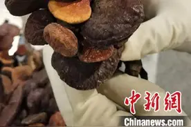 成都：旅客从柬埔寨回国携带1.6公斤野生干灵芝被海关查获图片