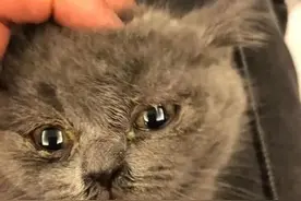 这是蓝猫？玉溪女子收到猫后被卖家拉黑！治疗费花了1200元…图片