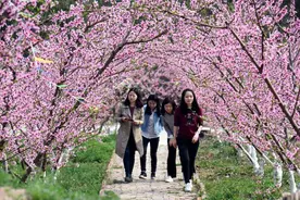 春看桃花 夏尝蜜桃，金堂县又新镇开启云赏花活动图片