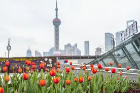 美翻了！上海外滩郁金香进入最佳观赏期图片
