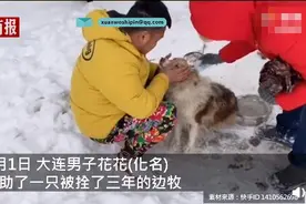 主人出国弃养边牧被拴3年后获救 获救时紧抱男子大腿惹人心疼图片