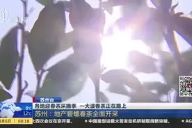 苏州台：各地迎春茶采摘季 一大波春茶正在路上  苏州——地产碧螺春茶全面开采视频封面