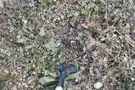 日照这种菜，现在吃正是时候图片