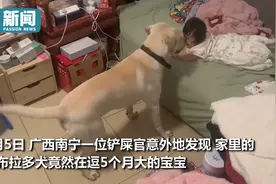 2岁狗狗帮主人带娃 摇尾巴转圈圈逗笑小宝宝图片
