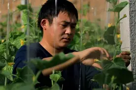 用上高科技 种棚有钱赚 寿光孙家集街道三元朱村大学生返乡“玩”大棚图片