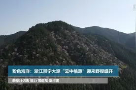 粉色海洋：浙江景宁大漈乡“云中桃源”迎来野樱盛开视频封面
