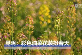 昆明：彩色油菜花装扮春天视频封面
