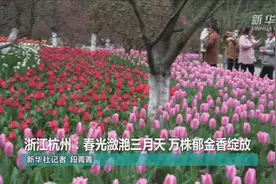 浙江杭州：春光潋滟三月天 万株郁金香绽放视频封面
