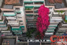 花如飞瀑！广州白云一树簕杜鹃直攀九楼图片