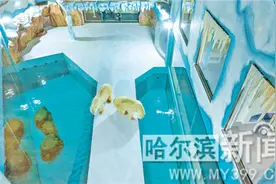 与北极熊“同眠”你敢来吗？图片