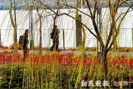 杨柳风吹面小寒 杏花雨渐下渐息图片