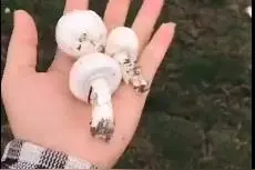 去年广西297人被毒蘑菇放倒，“夺命”蘑菇高发季千万别乱采图片