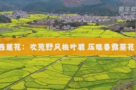 江西莲花：吹苑野风桃叶碧 压畦春露菜花黄视频封面