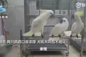 鹦鹉吵架有多凶？实拍：口音浓厚不动手“电灯泡”超尴尬被吓跑图片