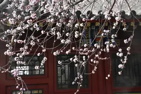 北京：北海公园琼华岛春色满园花盛开图片