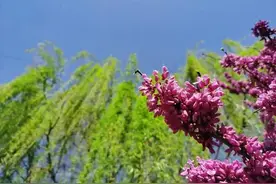 7000余株紫荆花竞相开放，郑州紫荆山公园姹紫嫣红图片