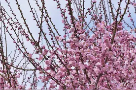 春意盎然！日本群马县梅花盛开图片