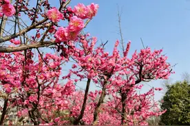 春色满园 | 临潼这个公园太适合踏青了！！图片